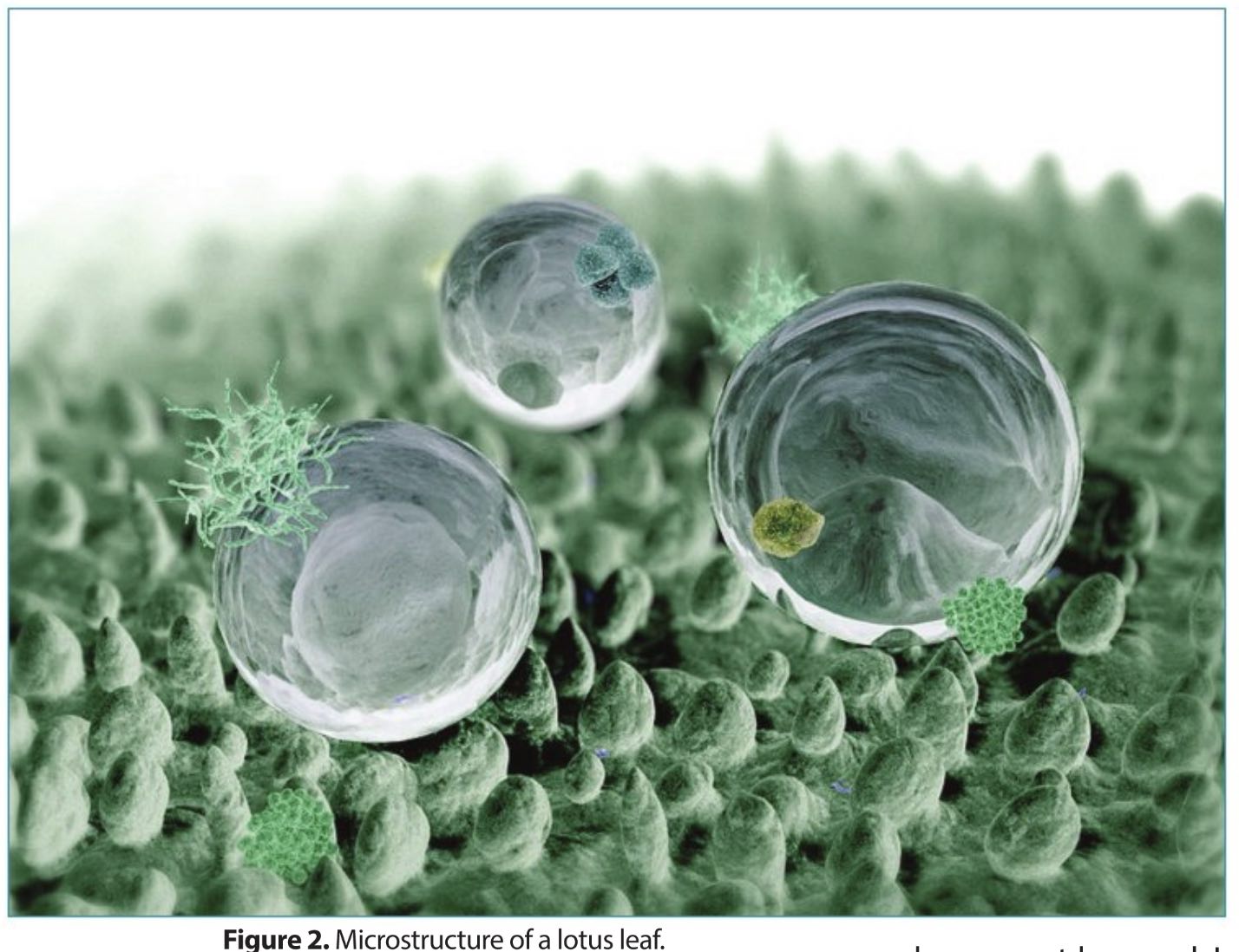 Functional Biomaterials: Self Cleaning Biological Materials