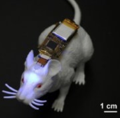 Optoelectronic Control of Neuronal Functions