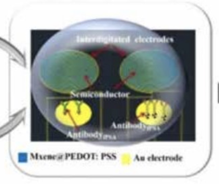 Organic Electrochemical Transistors Open New Avenues in Nanobioelectronics